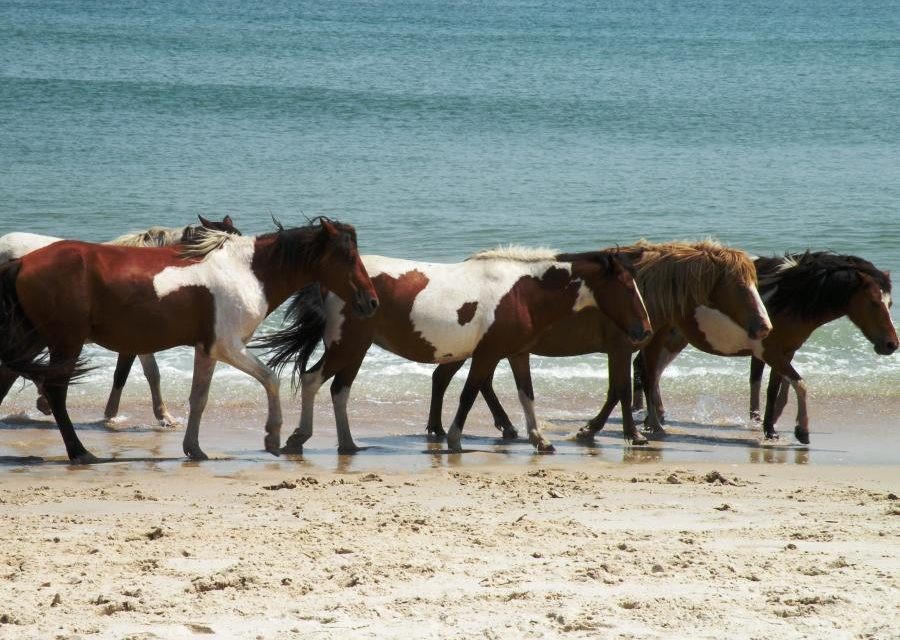 AssateagueIslandStatePark-900x640 The best travel tips to help tourists have a successful vacation in Ocean City   